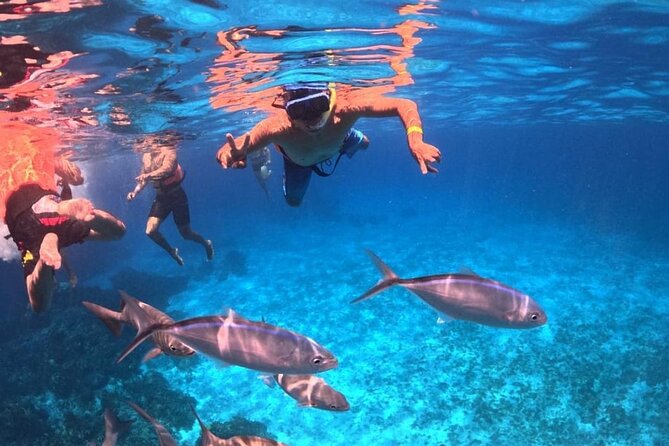 El Cielo Snorkeling Adventure in Cozumel - Price value: $28 base cost, but plan for the dock tax