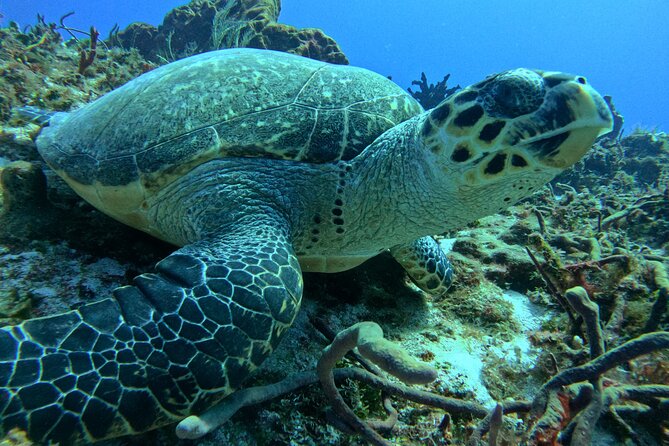 Enjoy two dives without previous experience with a boat trip - Cozumel’s first-time scuba intro, built around two reef sessions