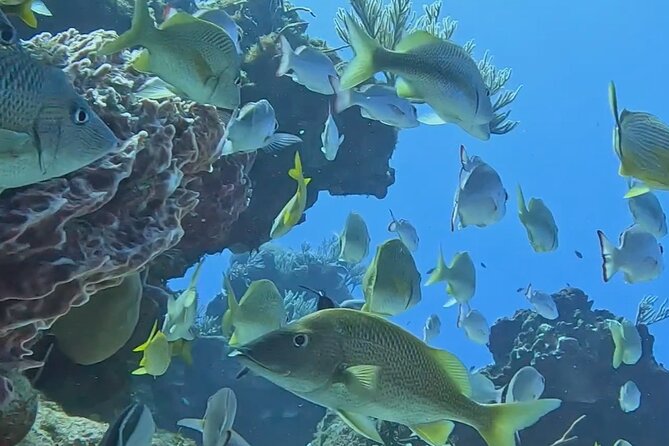 Enjoy two dives without previous experience with a boat trip - First reef session in Cozumel National Park, focusing on turtles and rays