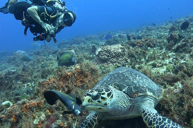 Enjoy two dives without previous experience with a boat trip - What you’re likely to see: wildlife you can actually spot