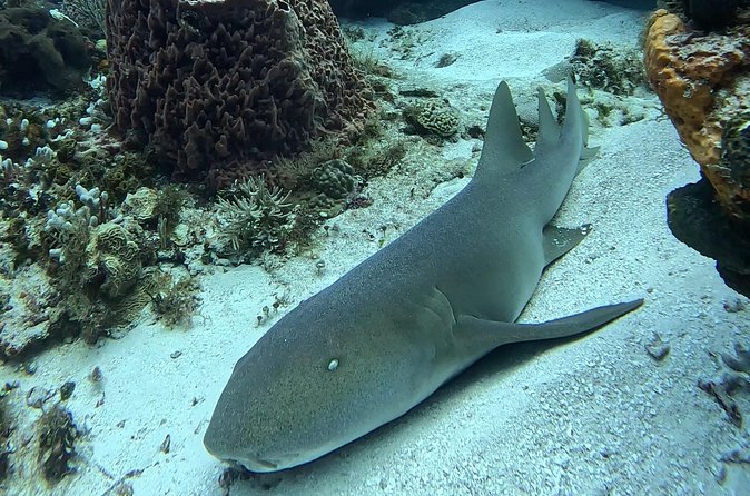 Enjoy two dives without previous experience with a boat trip - Price and value: what $227.43 includes, and what it really buys