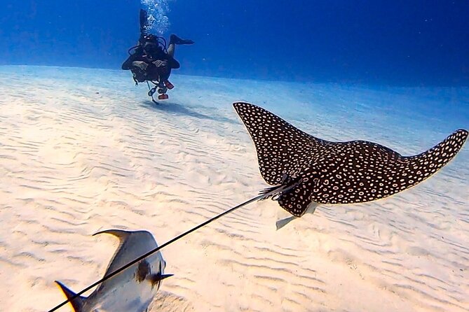Enjoy two dives without previous experience with a boat trip - The 9:30am meeting point at Marina Cozumel ASIPONACarr. (and why timing matters)