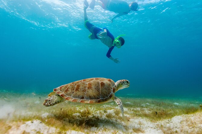 Exclusive Private Boat to El Cielo - Stop 2: Colombia Deep Reef (20 minutes)