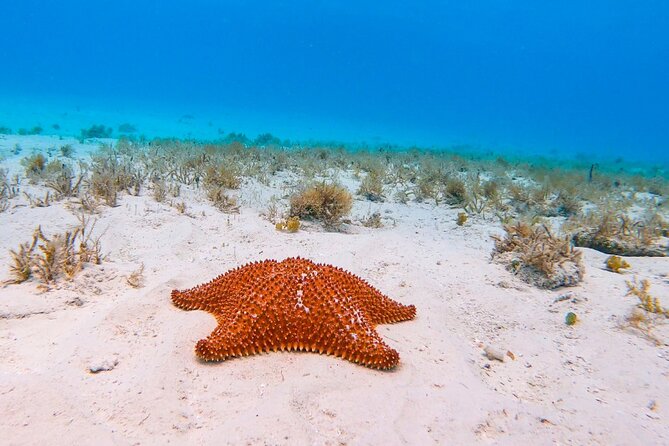 Exclusive Private Boat to El Cielo - Stop 3: Playa El Cielo starfish bay (1 hour 30 minutes)