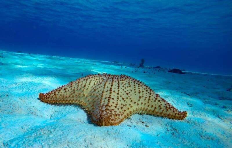 From Cozumel: 3 Reefs Boat Tour with Drinks and Snorkeling - Key Things That Make This Tour Worth Your Time