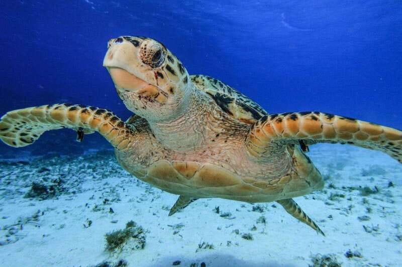 From Cozumel: 3 Reefs Boat Tour with Drinks and Snorkeling - Quick Reality Check: Time, Ports, and How This Fits a Cruise Day