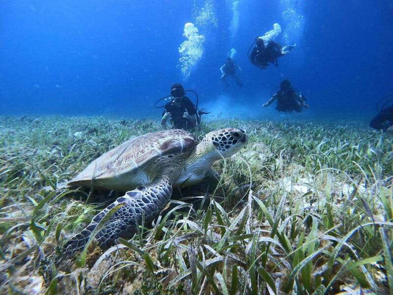 From Cozumel: Chankanaab Cozumel Scuba Diving - What you’ll see underwater at Chankanaab Marine Park