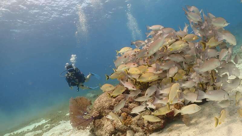 From Cozumel: Chankanaab Cozumel Scuba Diving - Who should book this and who should skip it