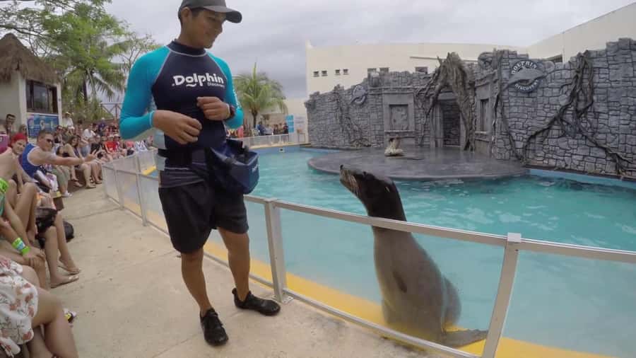 From Cozumel: Chankanaab Park Day pass with Open Bar & Lunch - Getting to Chankanaab Quickly From Carnival and Royal Caribbean Ports