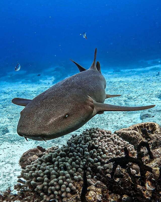 From Cozumel: Double Tank Scuba Diving for Certified Divers - Stop 1: your first reef session and what to watch for