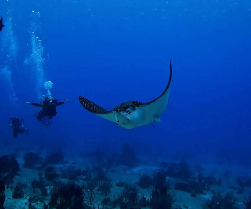 From Cozumel: Double Tank Scuba Diving for Certified Divers - What’s included, what costs extra, and how to judge the value