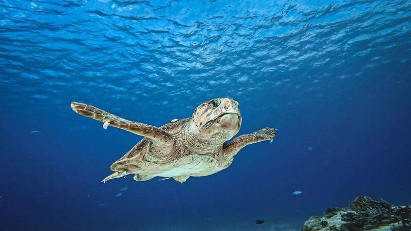 From Cozumel: Double Tank Scuba Diving for Certified Divers - Getting started at Cha Cha Cha Cozumel and meeting up fast