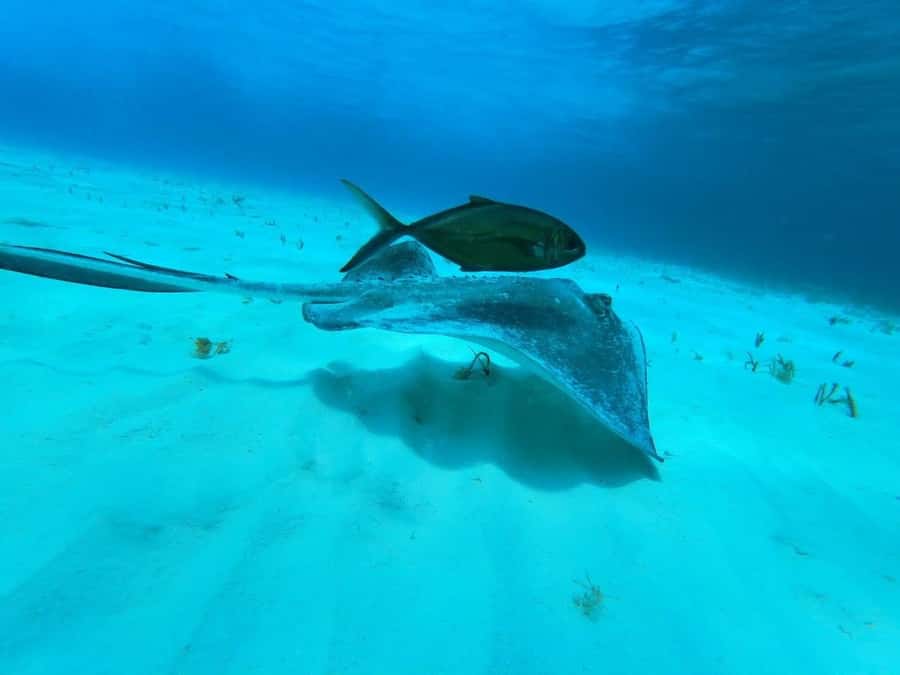 From Cozumel: El Cielo Beach by Catamaran Snorkeling Tour - First water stop: Playa Palancar and reef views