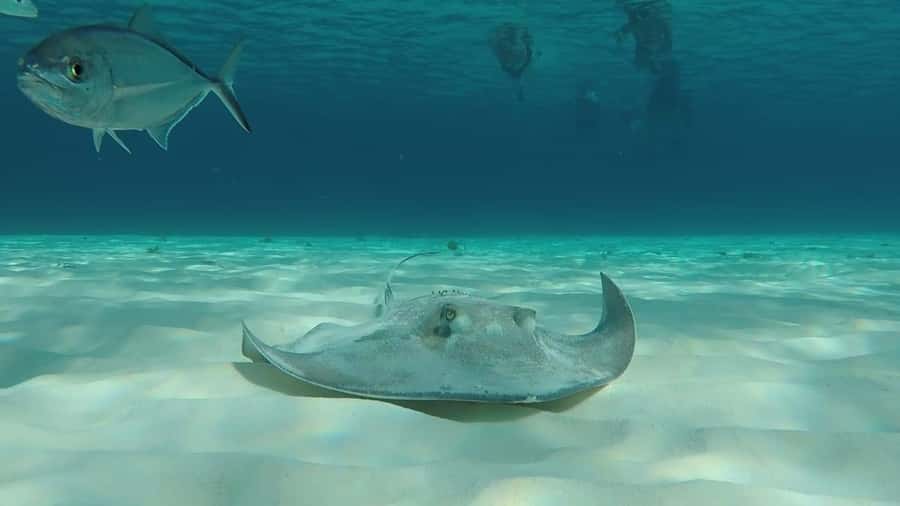 From Cozumel: El Cielo Beach by Catamaran Snorkeling Tour - Playa el Cielito and the baby ray moment