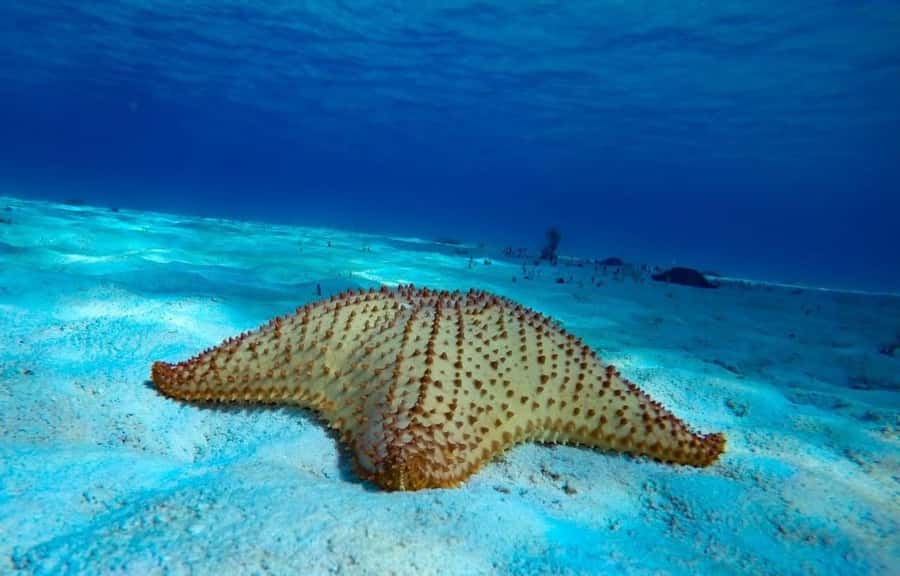 From Cozumel: El Cielo Beach by Catamaran Snorkeling Tour - Turtle Bay: looking for turtles without turning it into a chase
