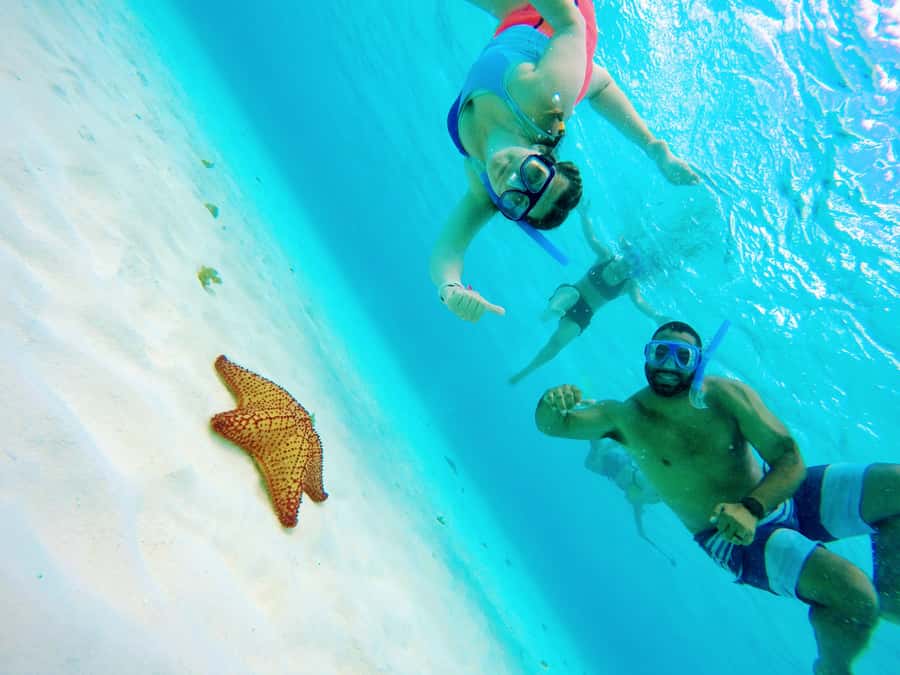 From Cozumel: Starfish, Stingrays and the Turtle Sanctuary - Key things that make this Cozumel snorkel stand out