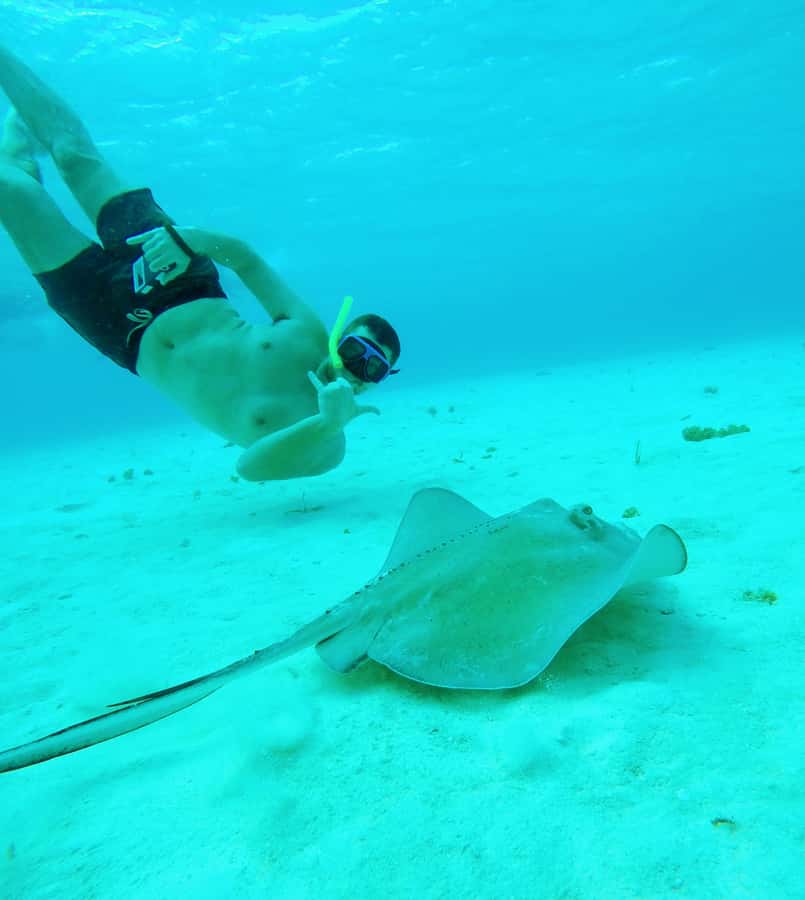 From Cozumel: Starfish, Stingrays and the Turtle Sanctuary - Why this half-day snorkel fits Cozumel cruise reality