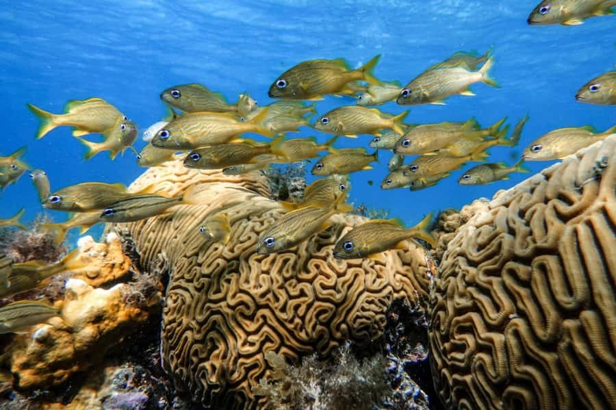 From Cozumel: Starfish, Stingrays and the Turtle Sanctuary - El Cielito Beach: shallow wading where stingrays feel possible