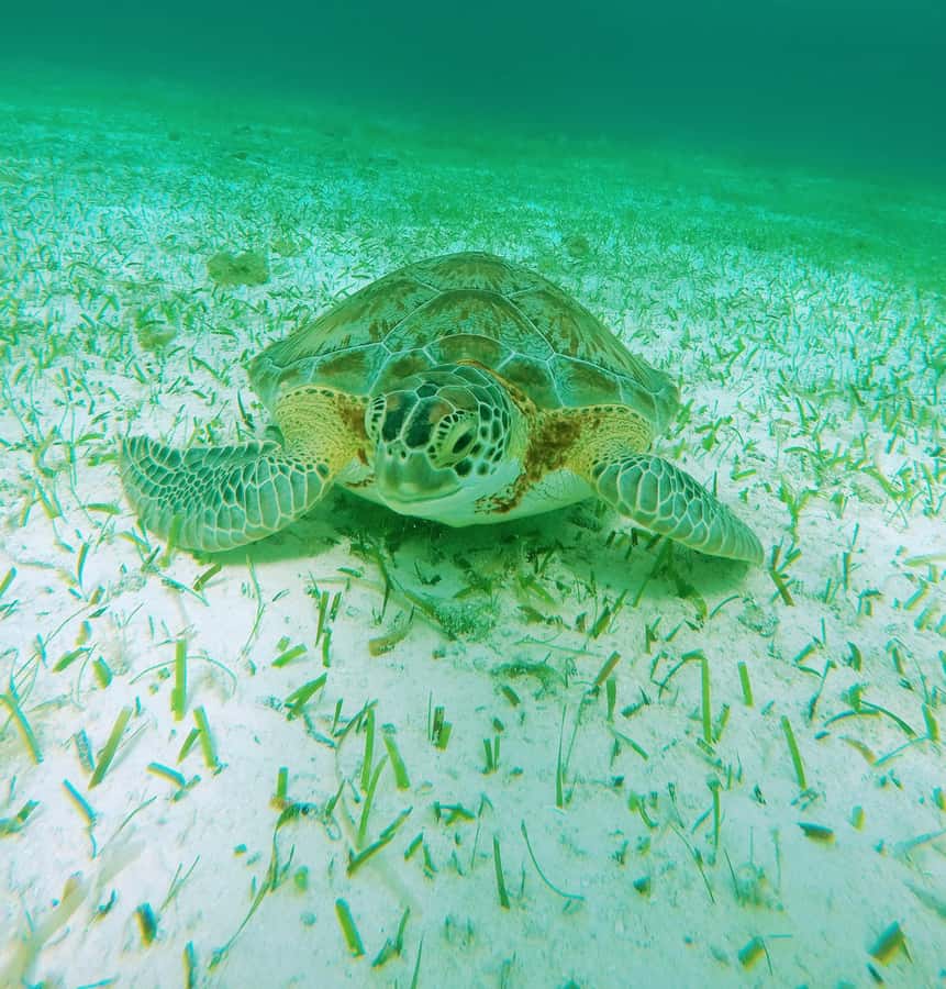 From Cozumel: Starfish, Stingrays and the Turtle Sanctuary - Cozumel Turtle Bay: a sanctuary stop where sea turtles are the point
