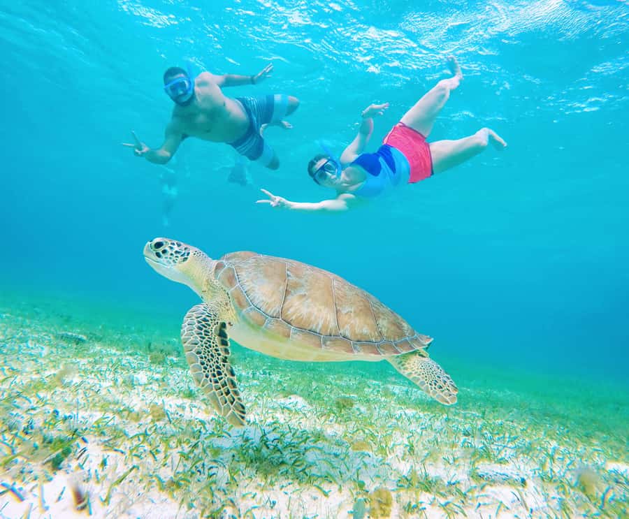 From Cozumel: Starfish, Stingrays and the Turtle Sanctuary - Price and value: is $52 a good deal for Cozumel snorkeling?