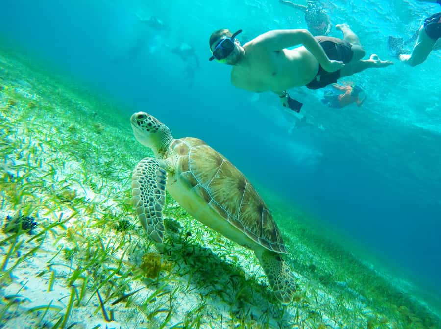 From Cozumel: Starfish, Stingrays and the Turtle Sanctuary - Meeting Marina Asipona, then getting into the water fast