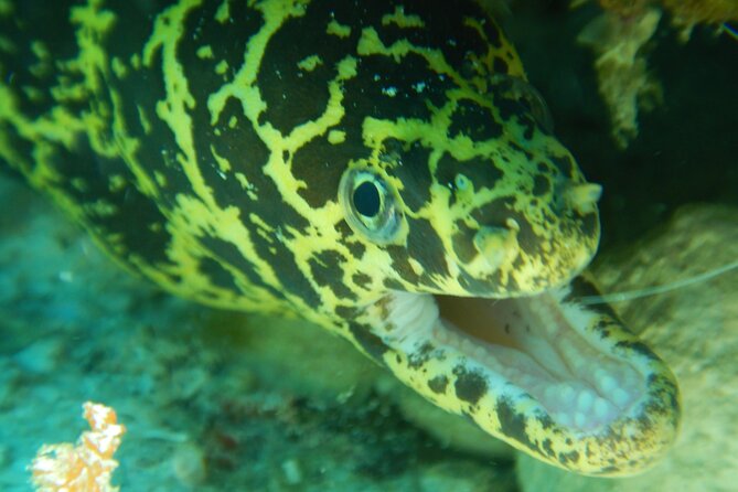 Fun dives Cozumel south marine park - Cozumel’s south marine park and those famous wall drop-offs