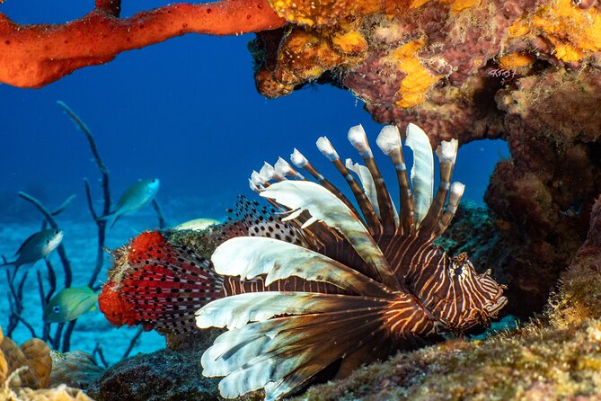 Fun dives Cozumel south marine park - Reef sites you might see: Palancar, Santa Rosa, Colombia, and more