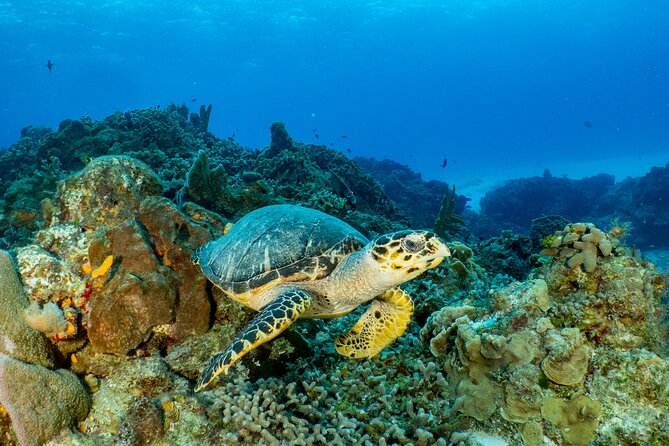 Fun dives Cozumel south marine park - On the boat: water, fruit, and the middle-of-day reset