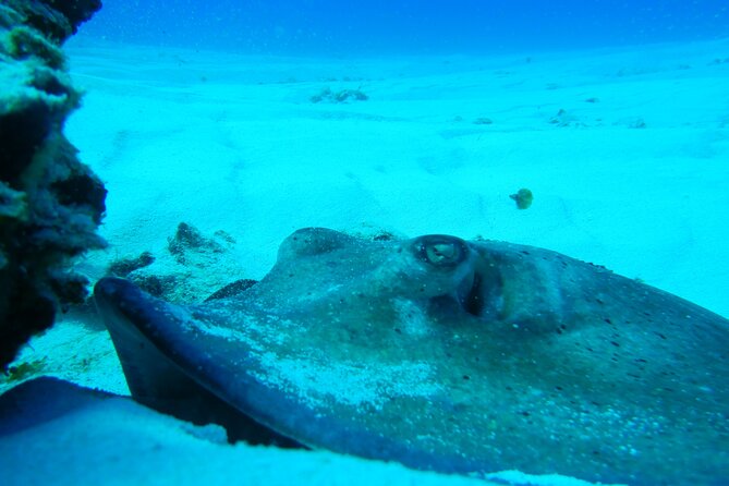 Fun dives Cozumel south marine park - Price and value: what $105 includes, and what it does not