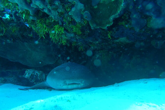 Fun dives Cozumel south marine park - Getting there and onto the boat: meeting point and transport reality check