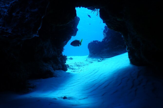 FunDiving in Cozumel - By Ferry - 2 Tanks in the wonderful Caribbean sea - Guides, Safety, and Group Size on a Max 15 Trip