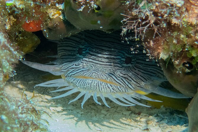 FunDiving in Cozumel - By Ferry - 2 Tanks in the wonderful Caribbean sea - Gear, Weights, and What Costs Extra in Real Life