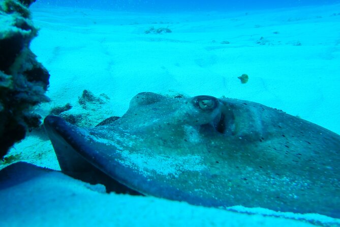 FunDiving in Cozumel - By Ferry - 2 Tanks in the wonderful Caribbean sea - Price and Logistics: Where You Get Value and Where You Pay More