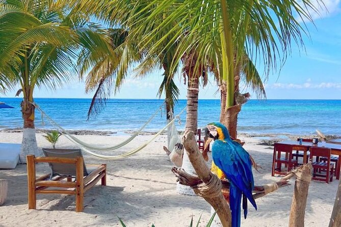 Half-Day Island Tour with Mayan Experience & Beach Break - Shared-ride comfort, pickup hiccups, and timing reality