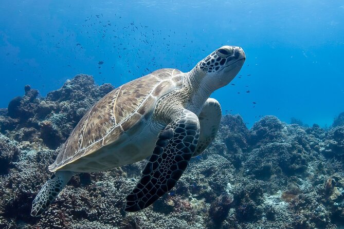 Introductory Diving Class in the Cozumel Reefs - Getting to Marina Cozumel: easy meeting point, calm start