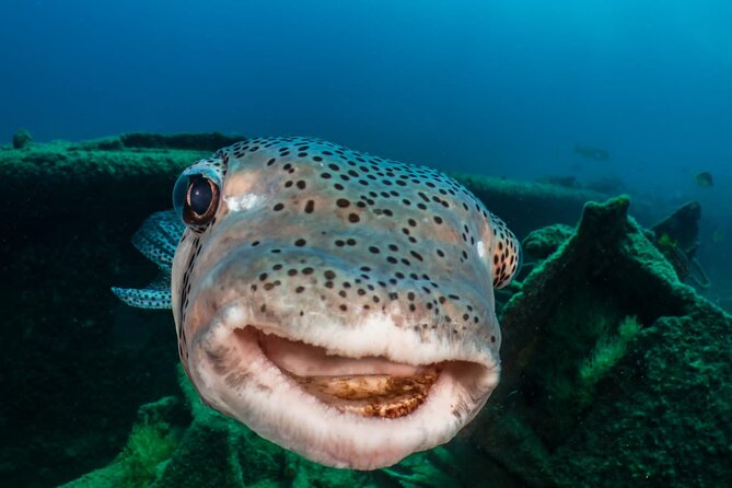 Introductory Diving Class in the Cozumel Reefs - Practical mindset tips for your first underwater session