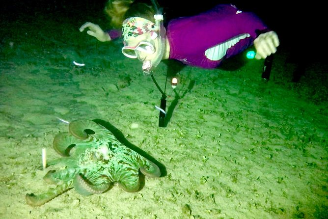 Night Snorkeling - Observation of octopus and other species - The In-Water Plan: Team Movement, Camouflage, and Safe Distance
