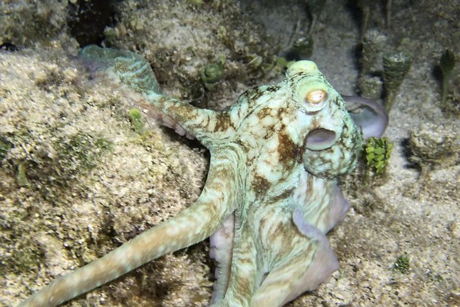 Night Snorkeling - Observation of octopus and other species - The 1-Hour Water Time: How to Make It Feel Worth It