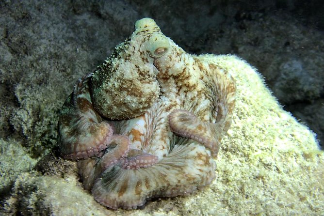 Night Snorkeling - Observation of octopus and other species - Videos and Souvenirs: The Part You’ll Be Glad You Paid For