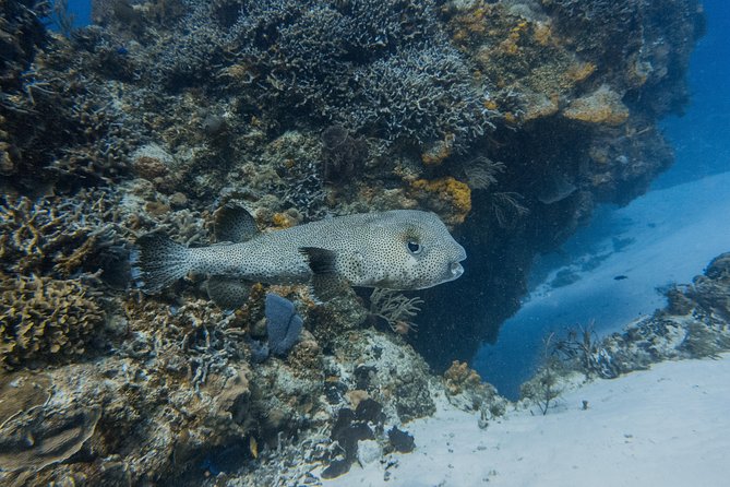 Open Water Course Cozumel - Day-by-day feel: pool calm, cenote quiet, then Cozumel ocean