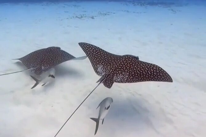 Open Water Diver Course - Day Three: Boat Out to the Cozumel Marine Park for Two Reef Sessions to 18 Meters