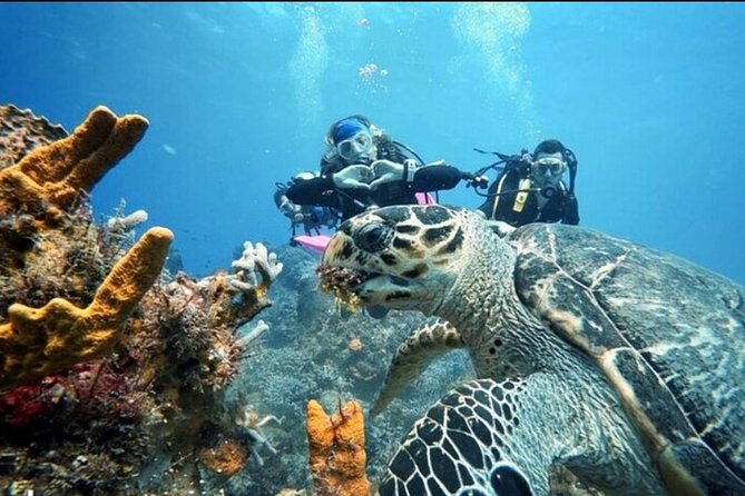 Open Water Diver Course - Getting the Most From Your Training Day After Day
