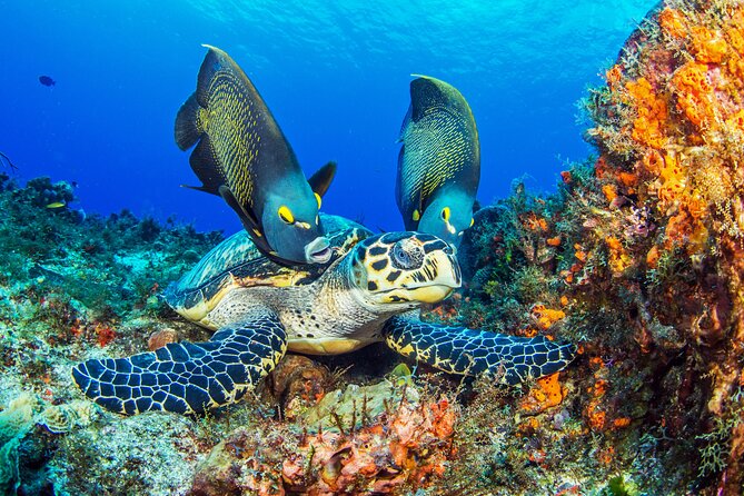 PADI Discover Scuba Diving Tour in Cozumel - Entering Cozumel’s underwater world with PADI Discover Scuba