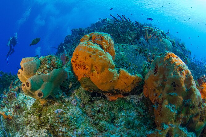 PADI Discover Scuba Diving Tour in Cozumel - Reef time in the Cozumel Marine Park: what you’re paying for