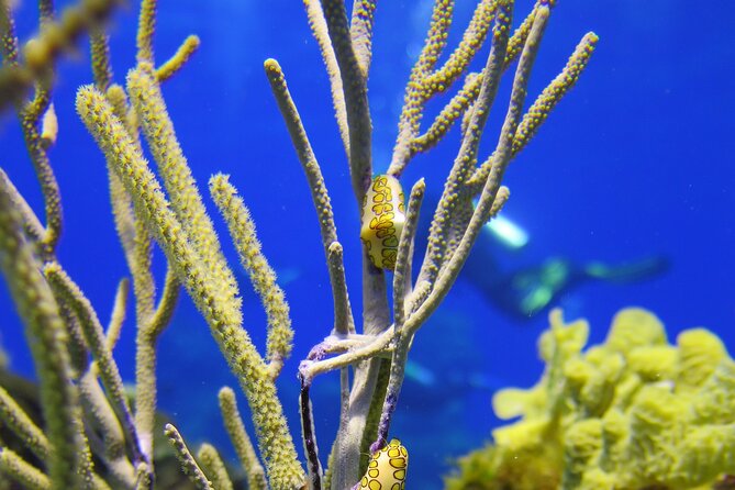PADI Discover Scuba Diving Tour in Cozumel - Price and value: the real cost of a full day