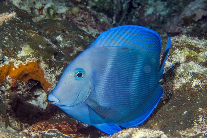 PADI Discover Scuba Diving Tour in Cozumel - Logistics to double-check before you go: Cozumel vs Playa del Carmen