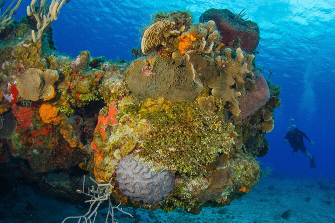 PADI Discover Scuba Diving Tour in Cozumel - Your 8-hour schedule, step by step (and why each step matters)