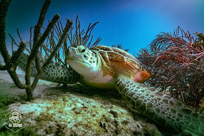 Scuba Diving in Cozumel Island - Key highlights to know before you go