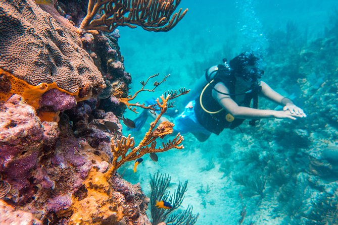 Scuba Diving in Cozumel Island - Cozumel Reef Time, and what you are really paying for