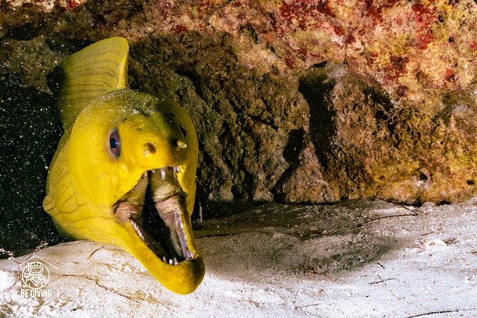 Scuba Diving in Cozumel Island - Price and value: what is included, what costs extra